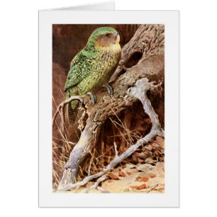 Kakapo