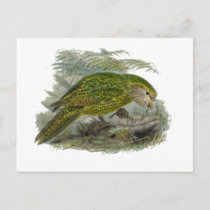Kakapo Grüner Papagei, seltene Vogeltäuschung Postkarte