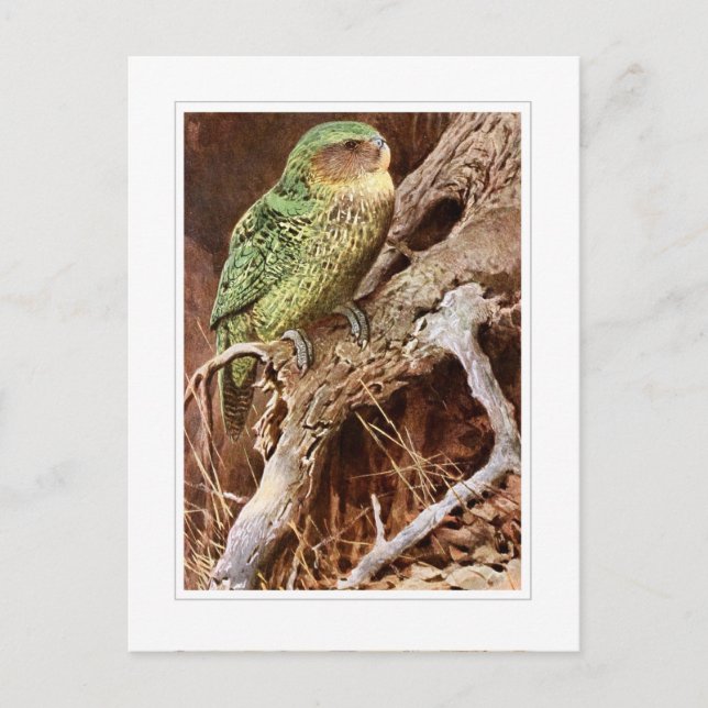 Kakapo Postkarte (Vorderseite)