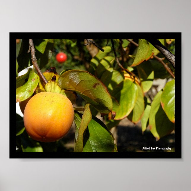 Kaki-Frucht am Baum Poster (Vorne)