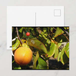 Kaki-Frucht am Baum Postkarte