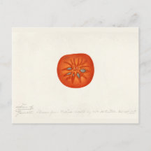 Kakifrucht (Diospyros) Aquarellmalerei