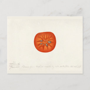 Kakifrucht (Diospyros) Aquarellmalerei Postkarte
