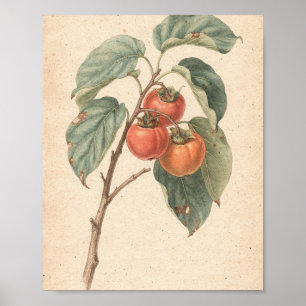 Kakizweig mit reifer Frucht Botanische Kunst Poster