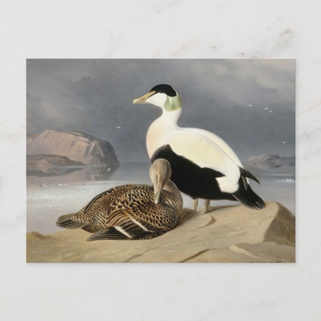 Kaksi Haahkaa von Ferdinand von Wright Postkarte (Vorderseite)