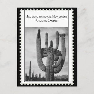 Kakteen Arizona Postkarte