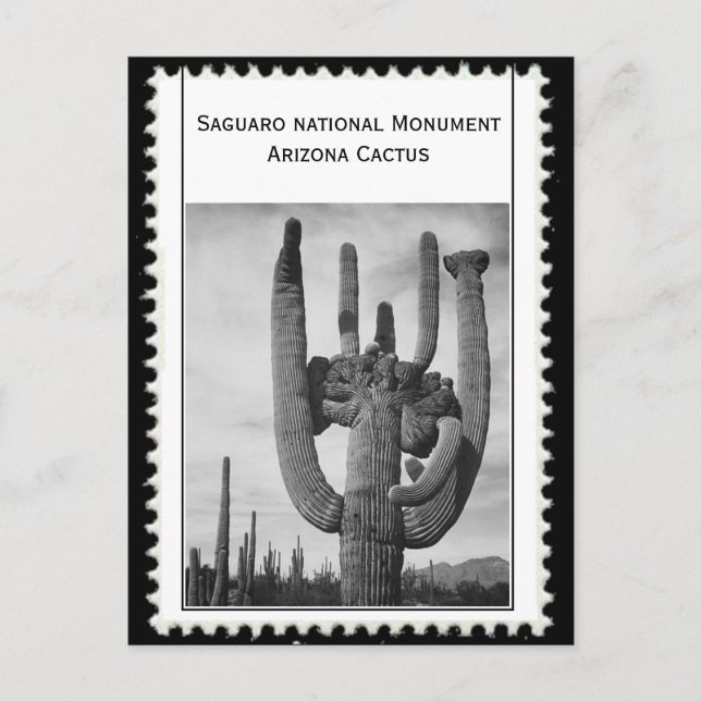 Kakteen Arizona Postkarte (Vorderseite)