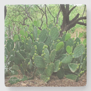 Kakteen der Prickly in Wüste, Arizona, q Untersetz Steinuntersetzer