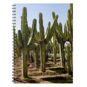 Kakteen Garten, tropische Wüstenlandschaft. Notizblock