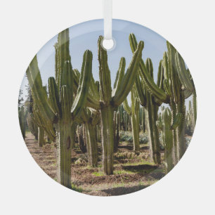 Kakteen Garten, tropische Wüstenlandschaft. Ornament Aus Glas