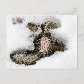 Kakteen im Schnee Postkarte