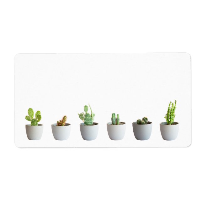 Kakteen in Töpfen (Vorne)