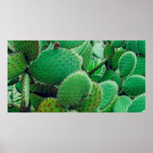 Kakteen, Kakteen, Kakteen, Kakteen, nahe Poster