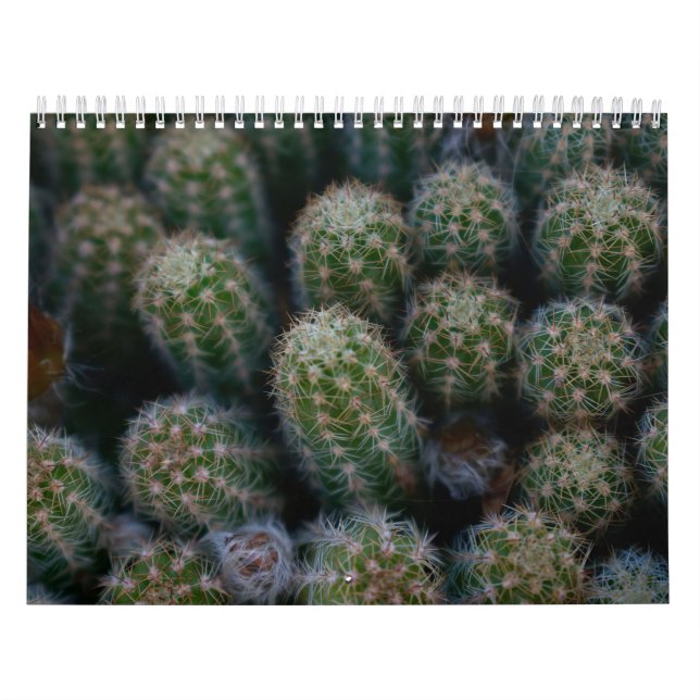 Kakteen Kalender (Titelbild)
