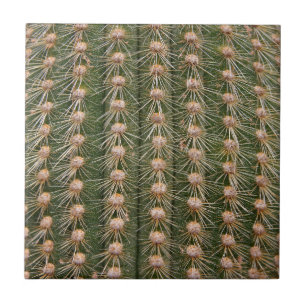 Kakteen nah fliese