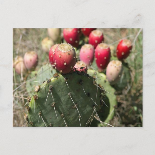 Kakteen pectus prickly pear in Texas Postkarte (Vorderseite)