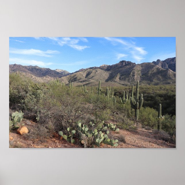 Kakteen und Catalina Mountains in Tucson, Arizona Poster (Vorne)