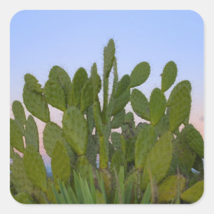 Kakteen und Sisal im Trockenwald Quadratischer Aufkleber