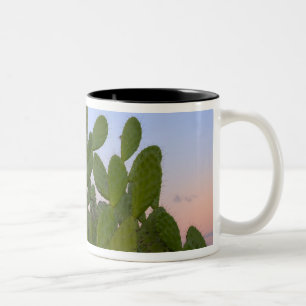 Kakteen und Sisal in Trockenwald Zweifarbige Tasse
