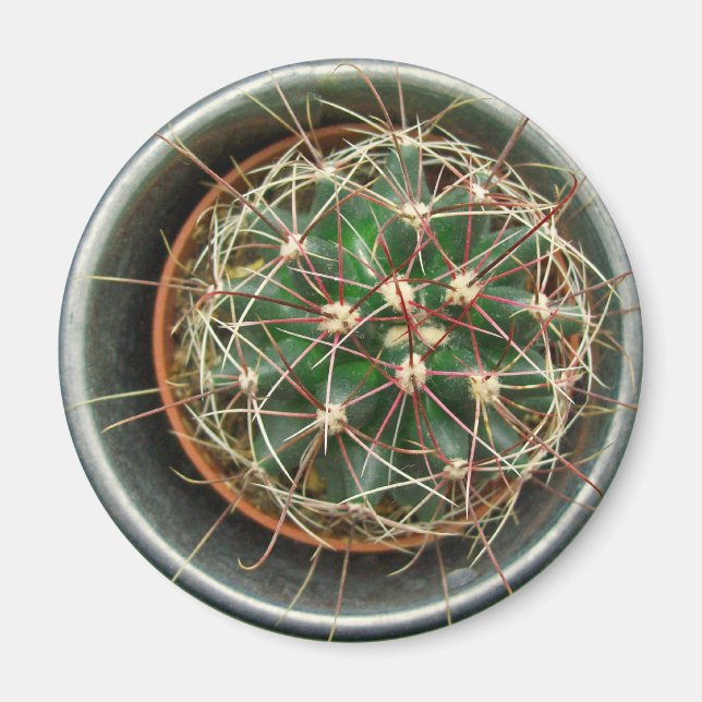 Kaktus auf Kühlschrank Magnet (Vorne)