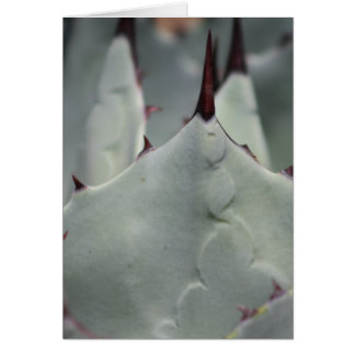 Kaktus aus dem Garten