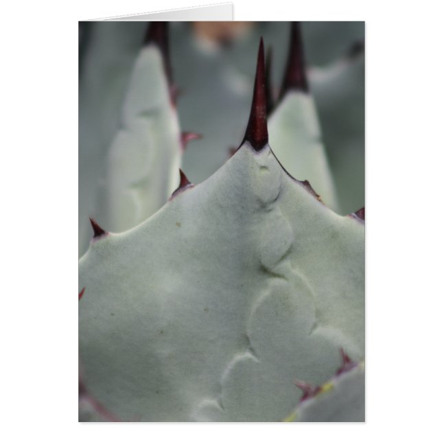 Kaktus aus dem Garten (Vorne)