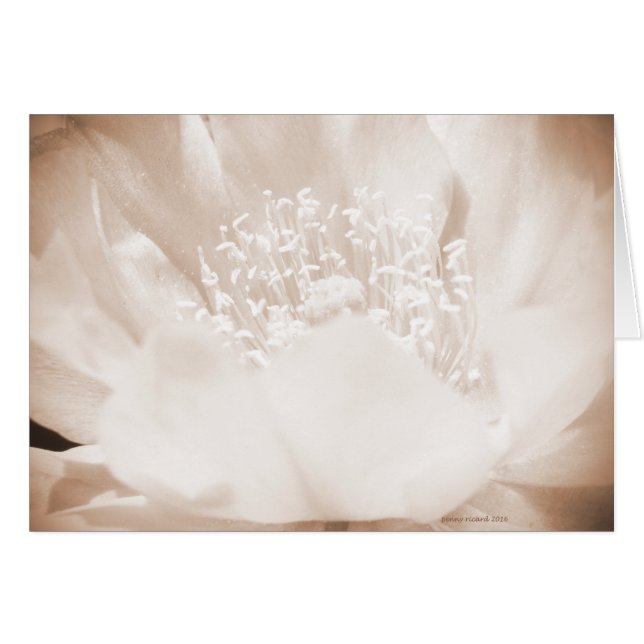 Kaktus-Blume (Vorderseite (Horizontal))