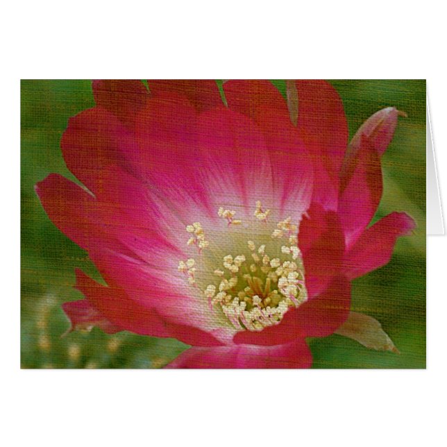 Kaktus-Blume (Vorderseite (Horizontal))