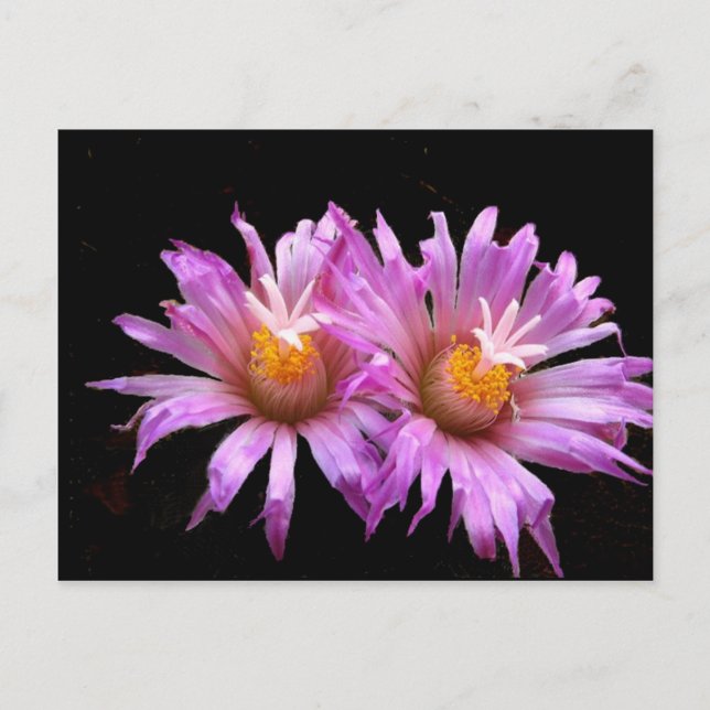 Kaktus-Blume auf Postkarte (Vorderseite)