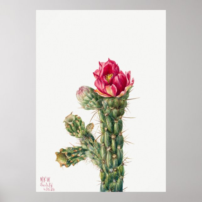 Kaktus-Blume Poster (Vorne)