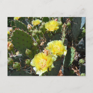 Kaktus-Blume Postkarte