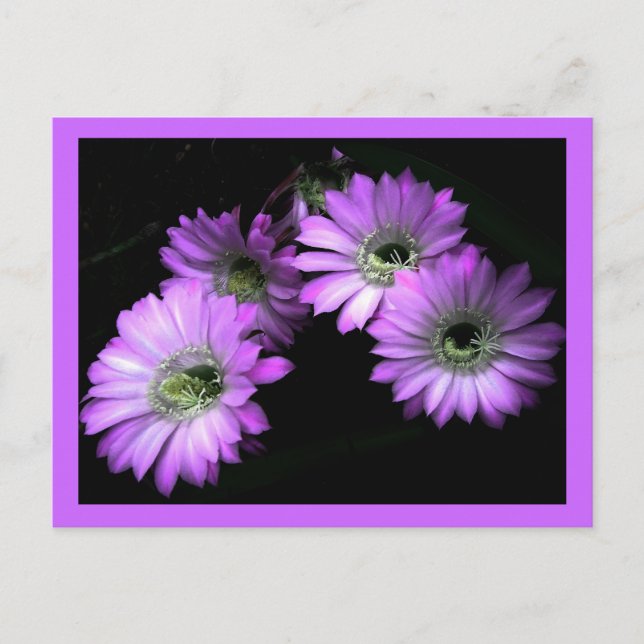 Kaktus-Blume Postkarte (Vorderseite)