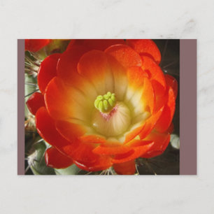 Kaktus-Blumen-Postkarte Postkarte