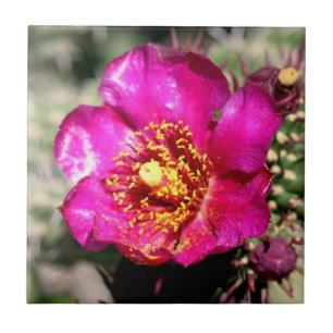 Kaktus-Blumenfliese Fliese