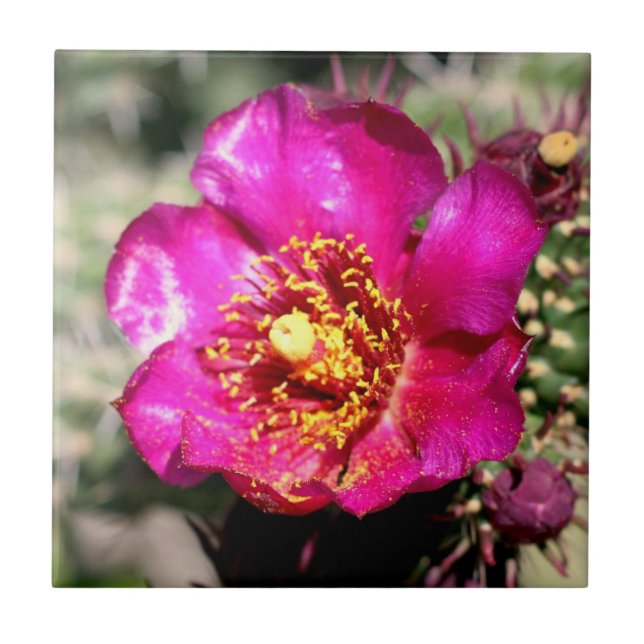 Kaktus-Blumenfliese Fliese (Vorderseite)