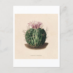 Kaktus-Botanische Illustration von 1841 Postkarte