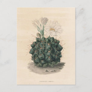 Kaktus-Botanische-Illustration von 1841 Postkarte