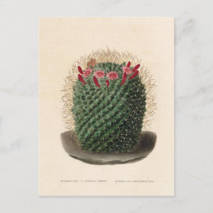 Kaktus-Botanische Illustration von 1841 Postkarte