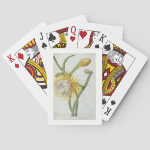 Kaktus: Cereus, aus Trew's 'Plantae Selectae' 175 Spielkarten