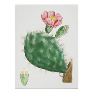 Kaktus Cochenillifer, alte Illustration, 1799  Poster