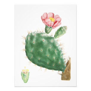 Kaktus Cochenillifer, antike Illustration, 1799  Fotodruck