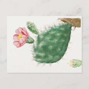 Kaktus Cochenillifer, Antike Illustration, 1799 Postkarte