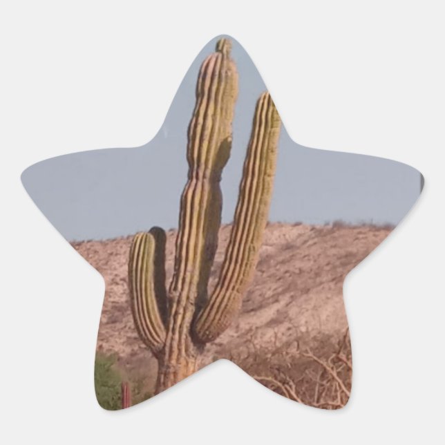 Kaktus-Fotokleber Stern-Aufkleber (Vorderseite)