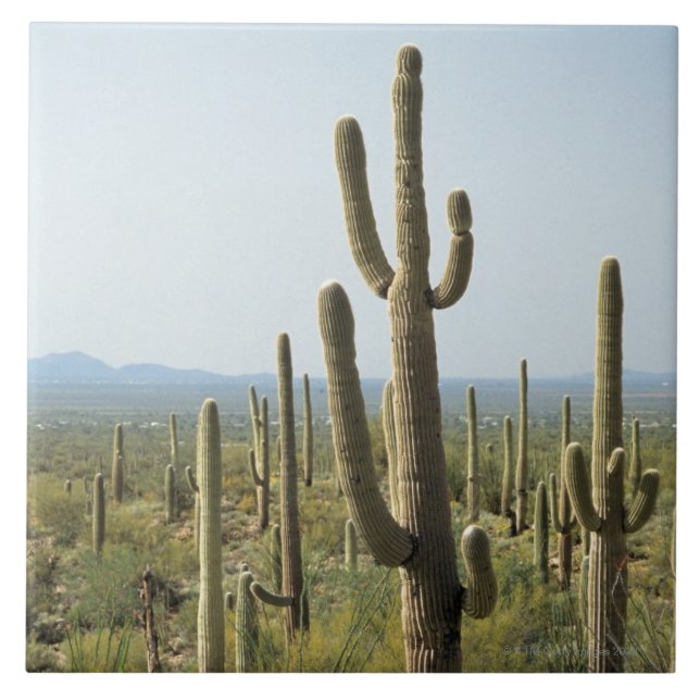 Kaktus im Saguaro-Nationalpark, Arizona 2 Fliese (Vorderseite)