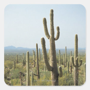Kaktus im Saguaro-Nationalpark, Arizona 2 Quadratischer Aufkleber
