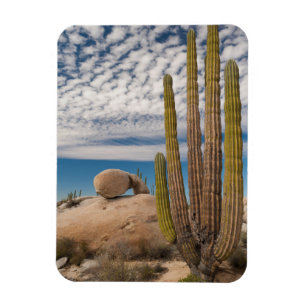Kaktus in wüstenlandschaft magnet
