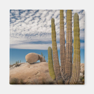 Kaktus in wüstenlandschaft magnet