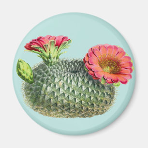 Kaktus Magnet