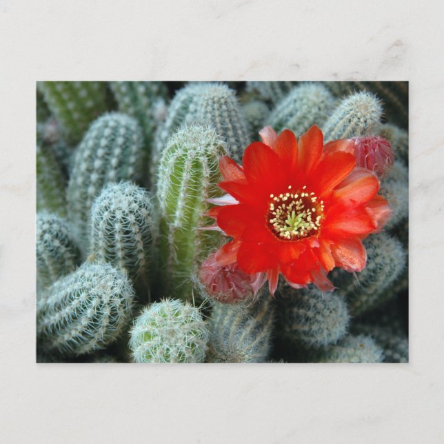 Kaktus mit Orange-Blume Postkarte (Vorderseite)