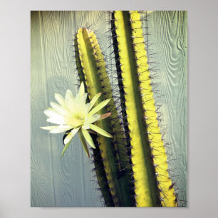 Kaktus Pflanze mit Blume Fotografie Natur Kunst Poster